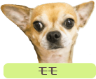 モモ　犬　ペット