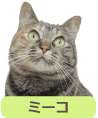 猫　ペット　ミーコ